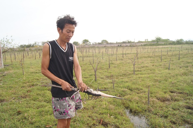 Cây chết, nước “biến chất” vì nhà máy nhiệt điện - 1 Người dân lao đao vì cây chết, nước không dùng được