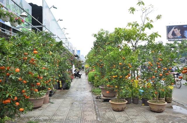 Quýt chậu chơi Tết giá 20 triệu đồng mỗi cặp hút người mua - 1 Quýt hồng trồng chậu được bày bán trên vỉa hè ở TPHCM