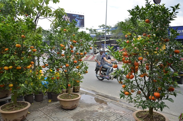Quýt chậu chơi Tết giá 20 triệu đồng mỗi cặp hút người mua - 2 Những chậu quýt trĩu quả bày bán dịp Tết năm nay