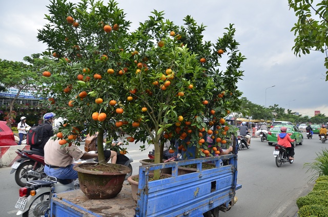 Quýt chậu chơi Tết giá 20 triệu đồng mỗi cặp hút người mua - 4 Những chậu quýt hồng trĩu quả được người mua thuê xe chở về nhà