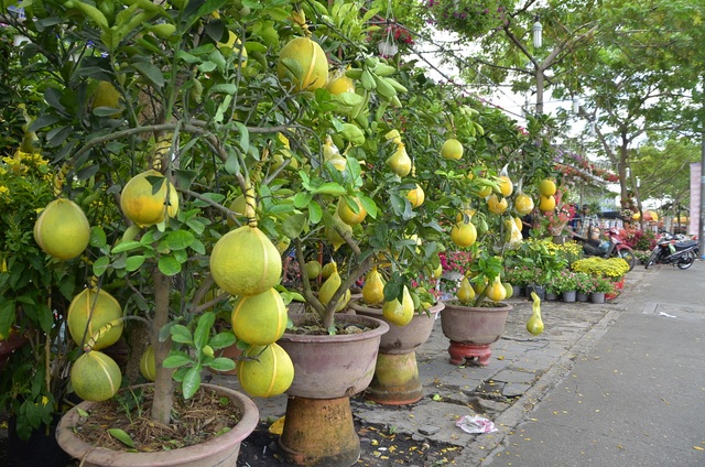Quýt chậu chơi Tết giá 20 triệu đồng mỗi cặp hút người mua - 6 Bưởi kiểng trồng chậu cũng được bày bán khá nhiều trên đường