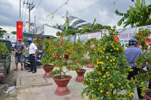 Quýt chậu chơi Tết giá 20 triệu đồng mỗi cặp hút người mua - 8 Quýt chậu chơi Tết giá 20 triệu đồng mỗi cặp hút người mua - 8