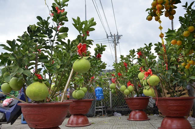 Quýt chậu chơi Tết giá 20 triệu đồng mỗi cặp hút người mua - 7
Những chậu bưởi da xanh ở Bến Tre được chuyển lên TPHCM trưng bày bán Tết. Trong ảnh có nhiều quả nặng đến hơn 3 kg.