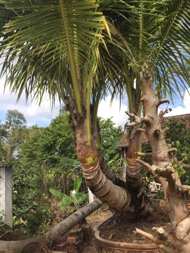 Cây dừa 3 thân lần đầu tiên xuất hiện ở Hội hoa xuân TPHCM