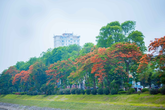 Vẻ đẹp nao lòng của những con đường hoa phượng đẹp nhất Hà Nội - 2 Hoa phượng được người Pháp đem sang Việt Nam từ thế kỉ 19. Ngày nay, phượng được trồng ở khắp các tỉnh, thành phố của nước ta. Trong đó nhiều nhất là: Hà Nội, Hải Phòng, Đà Nẵng, TP Hồ Chí Minh... Tại Thủ đô, hoa được trồng tại các tuyến đường, trong công viên hay khuôn viên trường học, tập trung nhiều trên đường Thanh Niên, hồ Trúc Bạch, hồ Tây, đường Láng... Đây cũng được mệnh danh là những con đường hoa phượng đẹp nhất Hà Nội.