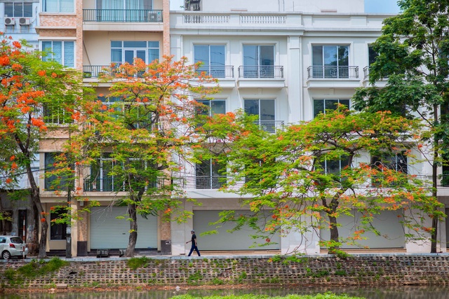 Vẻ đẹp nao lòng của những con đường hoa phượng đẹp nhất Hà Nội - 12 Đường ven hồ Trúc Bạch ngập tràn sắc đỏ của hoa phượng