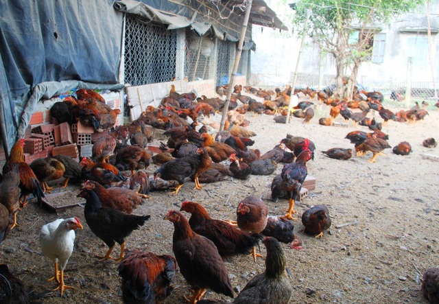 Vụ trại gà chết nghi bị đánh thuốc chuột: Loại khả năng gà chết do dịch - 2 Đàn gà nhà ông Bình còn nhiều con đang thoi thóp