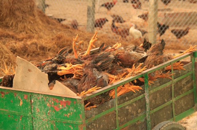Gà chết hàng loạt nghi do dính thuốc chuột, chủ trại nguy cơ trắng tay - 5
Cả xe gà chết