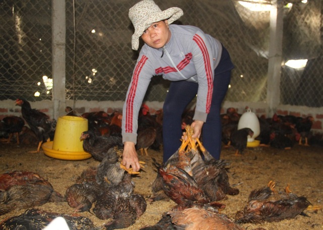 Gà chết hàng loạt nghi do dính thuốc chuột, chủ trại nguy cơ trắng tay - 7 Bà Qua ngầm ngùi lượm từng con gà chết để đem đi tiêu hủy