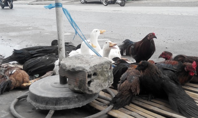 Phú Quốc tăng cường kiểm soát gia cầm “vượt biển” vào đảo - 1 Khi gia cầm nhập cảng Phú Quốc, Trạm thú huyện tiến hành vệ sinh phun xịt khử trùng, tiêu độc đàn gia cầm trước khi doanh nghiệp giao hàng cho các đầu mối trên đảo.