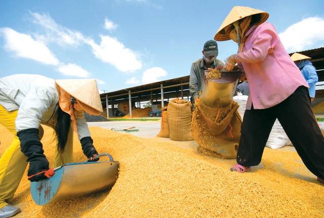 Giấy phép con đang bị lạm dụng để gạt bỏ doanh nghiệp nhỏ khỏi thị trường - 1 Điều kiện kinh doanh xuất khẩu lúa gạo được bãi bỏ, nhưng theo các chuyên gia kinh tế còn vô số điều kiện, giấy phép tương tự đang tồn tại (ảnh minh hoạ)