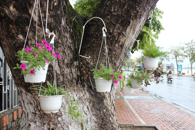 Dân Đà Nẵng treo giỏ hoa trên các tuyến đường đón APEC - 3 Dân Đà Nẵng treo giỏ hoa trên các tuyến đường đón APEC - 3