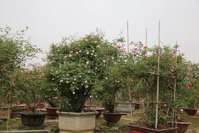 Cô gái 9x sở hữu vườn hoa hồng trị giá 5 tỷ đồng - 2 Một cây hồng cổ Sapa đẹp tại vườn của Thiên Trang