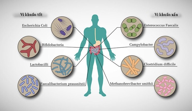 Những bí mật khó tin đằng sau "rối loạn" tiêu hóa | Báo Dân trí