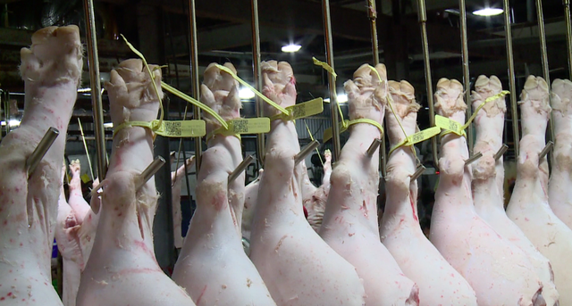 Từ 31/7, TPHCM áp dụng đề án toàn bộ thịt heo tại chợ đầu mối Bình Điền, Hóc Môn và nhiều cơ sở giết mổ phải truy xuất được nguồn gốc thịt heo.