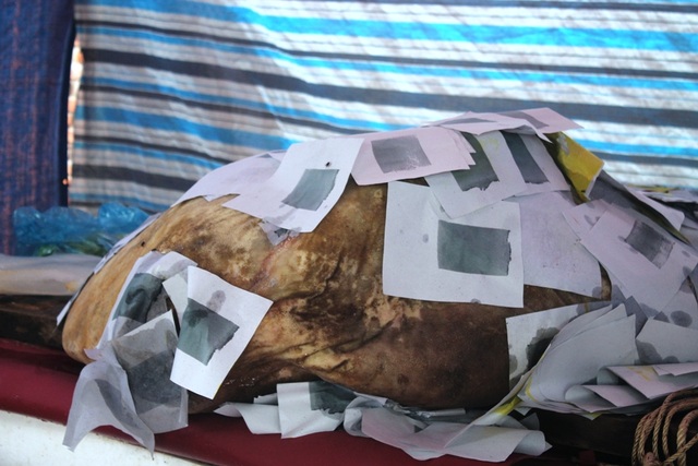 Ngư dân an táng cá lạ nặng gần 400 kg - 1
Con cá lạ nặng gần 400kg được ngư dân cho là cá Bà Bằng, loài cá thường giúp đỡ người gặp nạn trên biển.