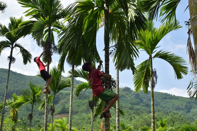 Tận thu cau non, tiểu thương ôm "quả đắng" vì thương lái Trung Quốc - 1 Tận thu cau non, tiểu thương ôm "quả đắng" vì thương lái Trung Quốc - 1