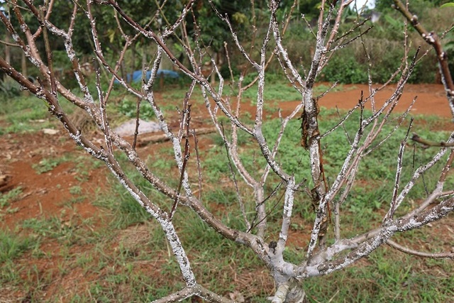 Đào "thui chột" khi Tết cận kề, nhà vườn thất thu nặng - 1 Đào mắc bệnh khiến hoa bị thui, chột, nhiều cây không còn khả năng sống