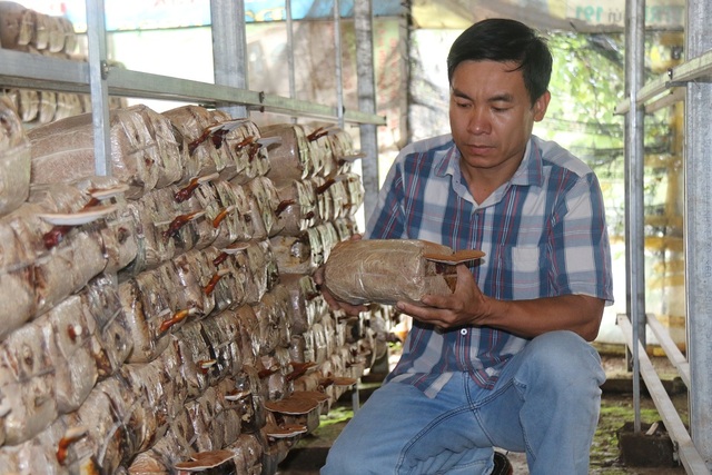 Bỏ thành phố, kỹ sư về quê làm nấm sạch thu trăm triệu đồng mỗi năm - 1
Từ bỏ công việc thành phố, chàng trai trẻ Nguyễn Kinh Bình về quê trồng nấm