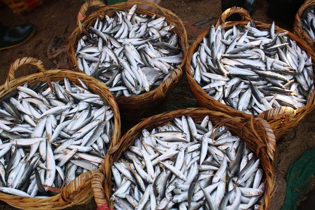 Quảng Ngãi: Ngư dân liên tiếp trúng đậm "lộc biển" - 1
Hàng trăm giỏ cá đầy ắp cập bến cảng cá Tịnh Kỳ mỗi ngày.