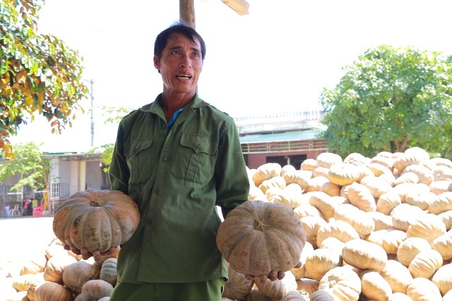 Nông sản đồng loạt rớt giá, nông dân bỏ mặc không thu hoạch - 2
Bí ngô được thu hoạch về nhưng không có thương lái đến mua