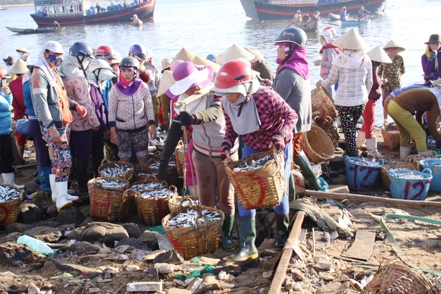 Quảng Ngãi: Ngư dân liên tiếp trúng đậm "lộc biển" - 3
Lộc biển đầu năm giúp nhiều phụ nữ miền biển có thêm thu nhập.