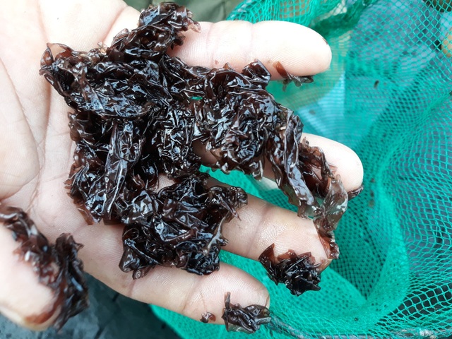 Đội sóng hái "lộc biển" trên đá nham thạch - 3 Đội sóng hái "lộc biển" trên đá nham thạch - 3