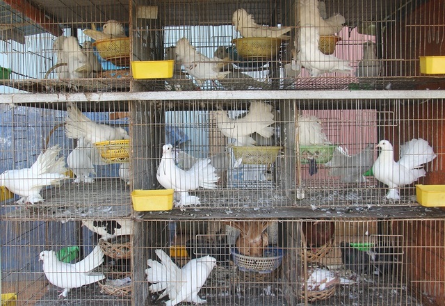 Lão nông khởi nghiệp từ chim quý, thu tiền tỷ mỗi năm - 3
Một cặp chim bồ câu sư tử cảnh có giá 2-3 triệu đồng