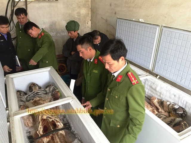 Hai “chúa sơn lâm” nặng 500kg nằm gọn trong tủ đông lạnh - 1 Hai cá thể hổ được cất giấu trong tủ đông lạnh tại nhà dân ở Ninh Bình được cơ quan Công an phát hiện thu giữ (ảnh: Công an Ninh Bình)