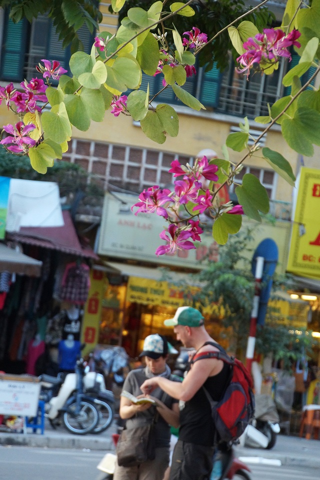Hà Nội lãng mạn trong màu trắng tím hoa ban - 10 Hoa nở rộ ở góc phố Trần Hưng Đạo - Quán Sứ (Hà Nội).