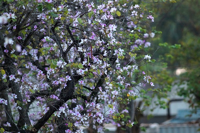 
Đầu thập niên 1960, hưởng ứng Tết trồng cây do Chủ tịch Hồ Chí Minh phát động, các nhà quy hoạch đô thị đã cho trồng thử hoa ban trên một số tuyến đường và công viên, hồ Hoàn Kiếm - Hà Nội. Cây phát triển tốt và ra hoa đẹp nên đã được chọn trồng thành hai hàng ở đường Bắc Sơn và trước Lăng Bác.
