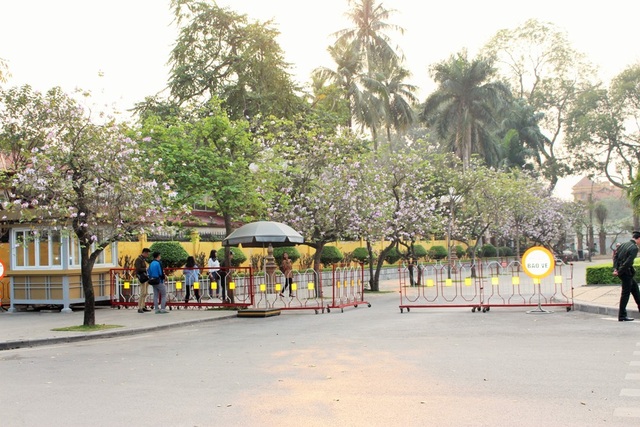 Ngắm sắc ban tím mang Tây Bắc về giữa Hà Nội - 2
Hàng hoa ban bung nở trong nắng chiều trên đường Hoàng Diệu.