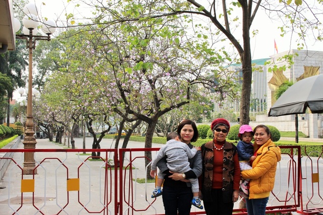 Ngắm sắc ban tím mang Tây Bắc về giữa Hà Nội - 3 Nhiều gia đình tuy ở xa nhưng cũng tìm đến nơi có sắc tím hoa ban để chụp ảnh kỷ niệm.