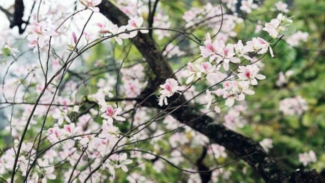 Lên Điện Biên ăn rau ban, uống rượu sâu - 1 Những bông hoa ban trắng ngần hay phơn phớt tím hồng dịu dàng, e ấp ấy qua tay người phụ nữ dân tộc Thái lại trở thành những món ngon đến lạ kì.
