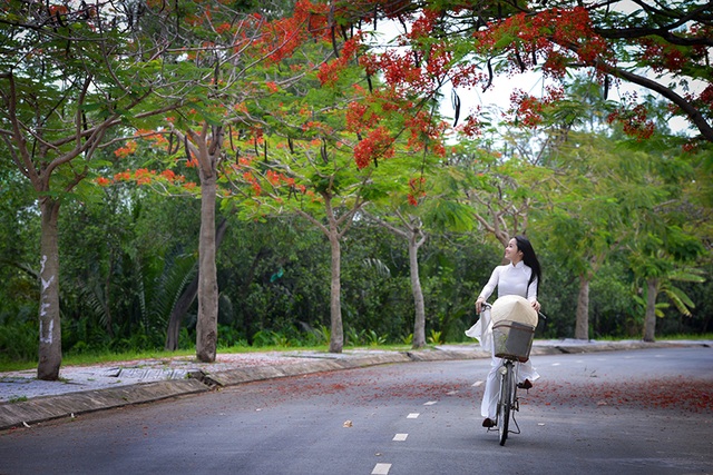 Mùa hoa phượng vĩ ở thành phố mang tên Bác - 1 Thiếu nữ mặc áo dài trắng đạp xe trên con đường ngợp hoa phượng đỏ.