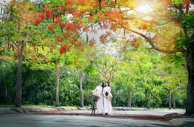 Mùa hoa phượng vĩ ở thành phố mang tên Bác - 8 Mùa hoa phượng vĩ ở thành phố mang tên Bác - 8