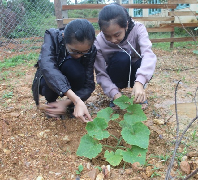 “Chúng em làm nông nghiệp” - 3 Sau một thời gian trồng và chăm sóc, cây bí đang phát triển, thích ứng tốt với đất
