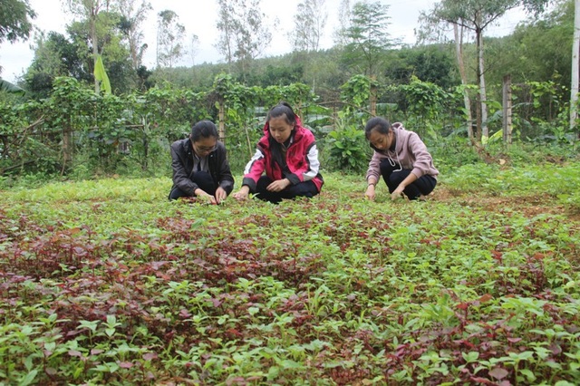 “Chúng em làm nông nghiệp” - 1 Học sinh chăm sóc cho vườn rau đang sinh trưởng tốt