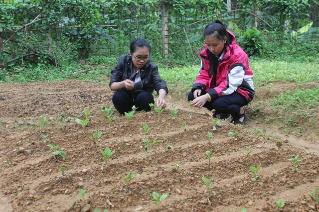“Chúng em làm nông nghiệp” - 5 Khu vực trồng rau mồng tơi bắt đầu vươn lên sau mưa