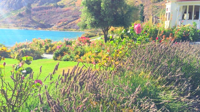 New Zealand - Những mùa hoa bỏ lại - 3
Mùa thu, hoa oải hương rực sắc tím bên những lối đi. Loài hoa với mùi hương nhẹ nhàng, tinh tế này dễ làm say lòng bất cứ du khách nào