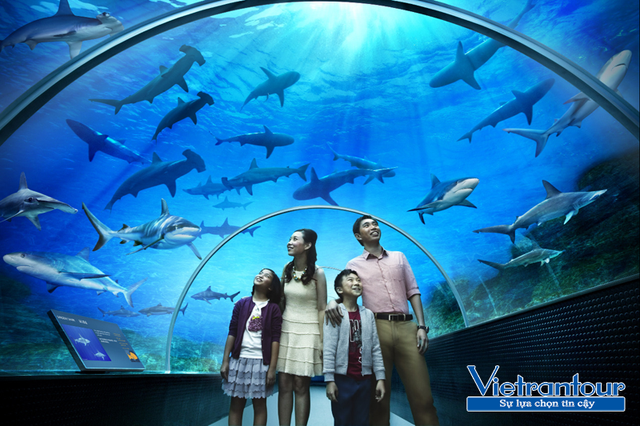 3 điểm “học mà chơi” cho trẻ tại Singapore - 1 S.E.A Aquarium - 1 trong 10 thủy cung nhân tạo hấp dẫn nhất châu Á