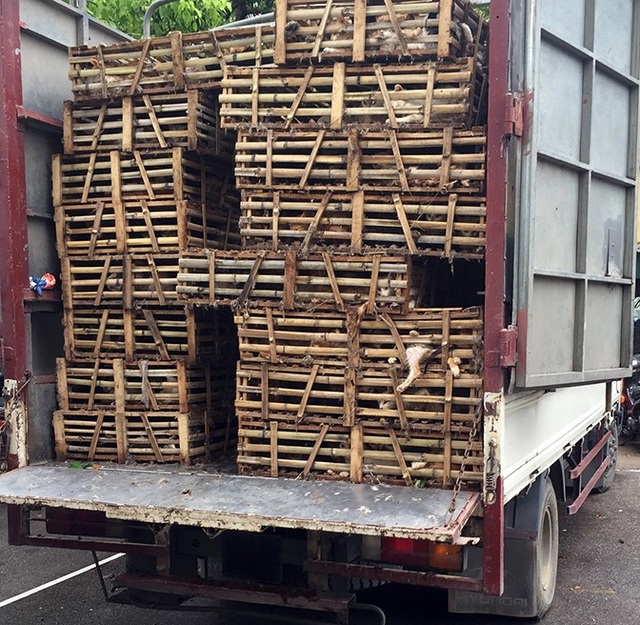 Phát hiện hàng tấn mèo không rõ nguồn gốc - 1 Chủ xe không chứng minh được nguồn gốc hàng tấn mèo (ảnh CTV)