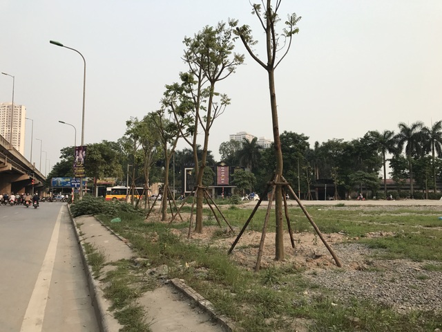 Hà Nội: Nhiều cây xanh khi bật gốc mới biết không còn bộ rễ - 1 Hàng loạt cây mới trồng trên địa bàn thành phố, dù được chằng chống cẩn thận nhưng vẫn có nguy cơ bị đổ trong mùa mưa bão sắp tới