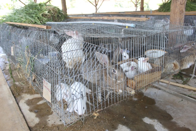 Thu hàng trăm triệu đồng mỗi năm từ nuôi thỏ - 2 Với hơn 700 con thỏ trong đó có 100 con thỏ mẹ, gia đình ông Cũng thu về hàng trăm triệu đồng mỗi năm
