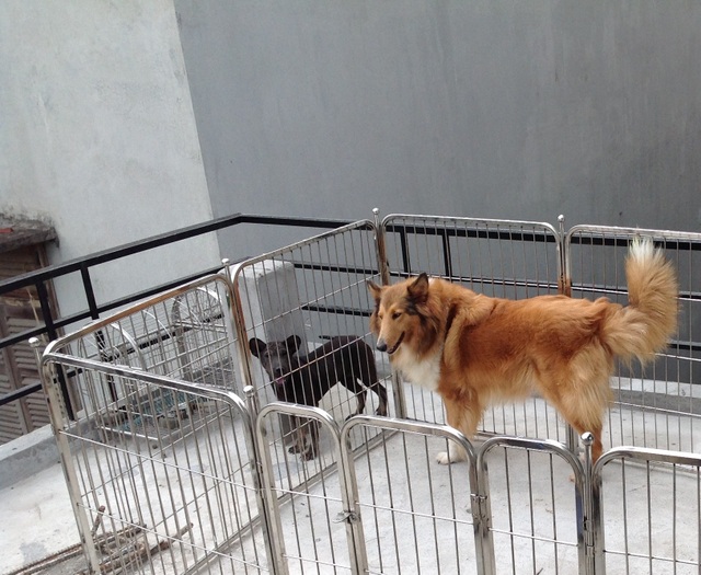 Nhà giàu Hà Nội chi tiền triệu cho thú cưng ở "khách sạn" dịp tết Nhà giàu Hà Nội chi tiền triệu cho thú cưng ở "khách sạn" dịp tết