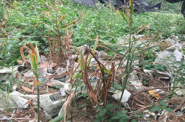Bỏ tiền tỷ vào gừng mà không bán được: Sở Nông nghiệp "vào cuộc" giải cứu - 3 Người trồng gừng trước nguy cơ thiệt hại hàng tỷ đồng