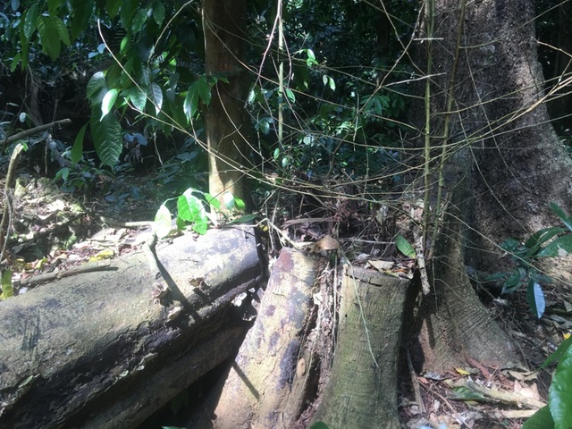 Những cây gỗ đã bị chặt hạ từ lâu vẫn còn lại dấu vết