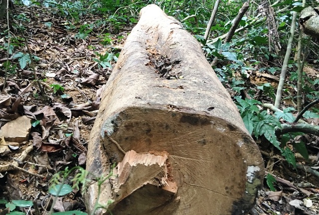 Một khúc gỗ lớn đã được đốn hạ nhưng chưa vận chuyển ra ngoài