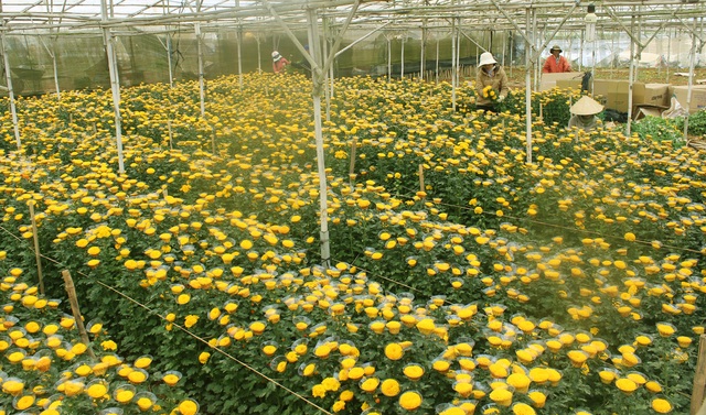 Giá hoa cúc Đà Lạt tăng vọt, gấp 2-3 lần ngày thường - 2 Nông dân làng hoa Thái Phiên, Đà Lạt đang thu hoạch hoa cúc