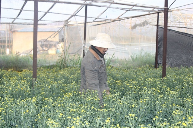 Nông dân lao đao vì hàng trăm ha rau, hoa bị nhiễm bệnh - 3 Nhiều ha hoa cúc ở TP Đà Lạt cũng bị nhiễm bệnh khiến nông dân lao đao